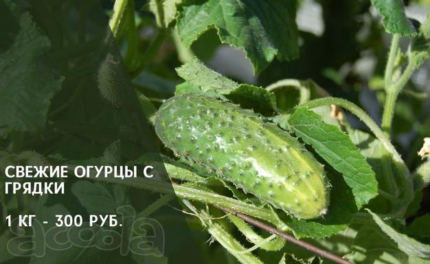 Огурцы свежие из собственного тепличного хозяйства