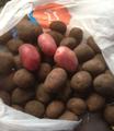 Семенной картофель