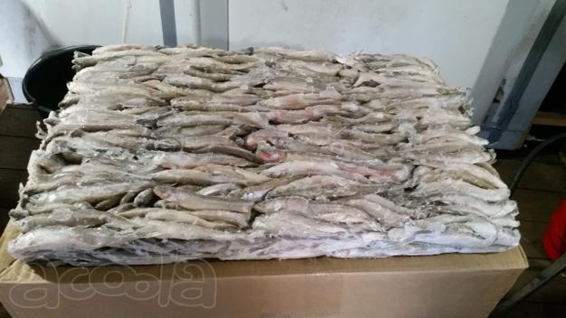 Продажа свежемороженой корюшки СПб 🐟🐟🐟