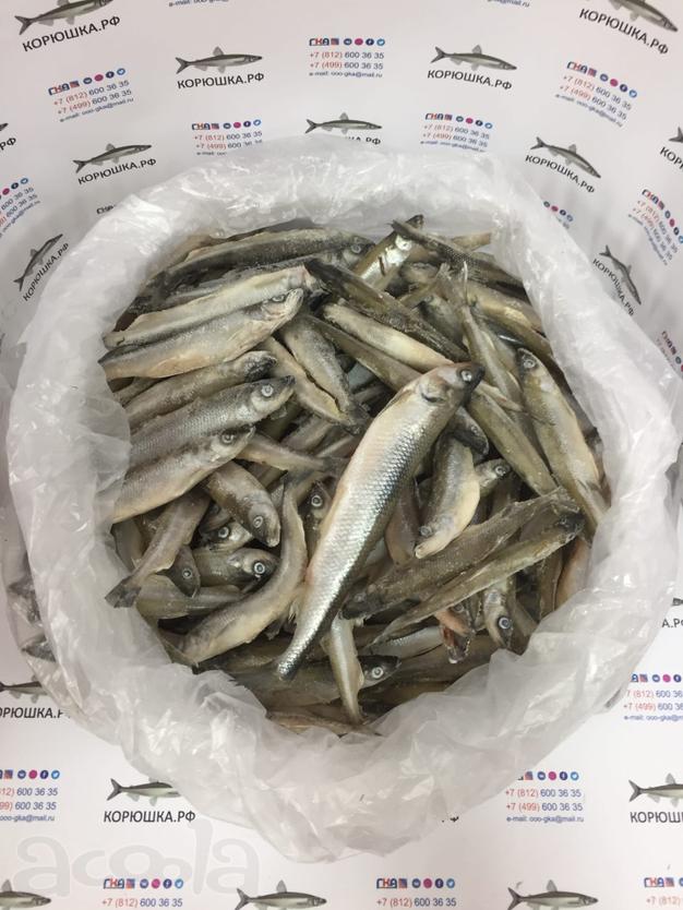 Крупная свежемороженая корюшка 17-22 см (штучная заморозка, коробка 4 кг)