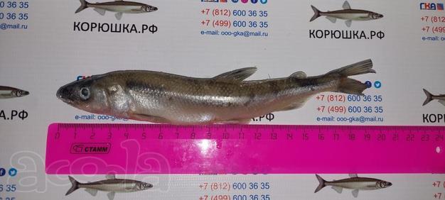 Продажа корюшки СПб